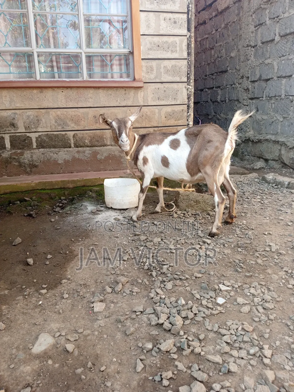 Pedigree Daily Goats