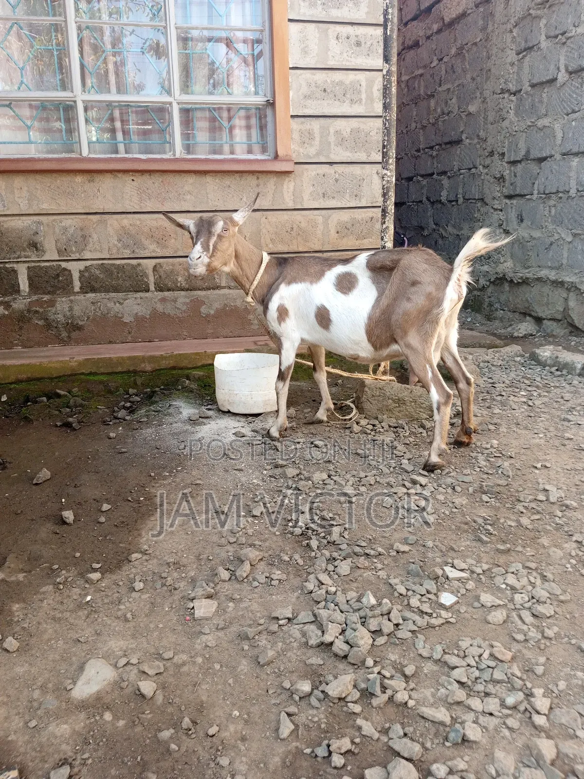 Pedigree Daily Goats
