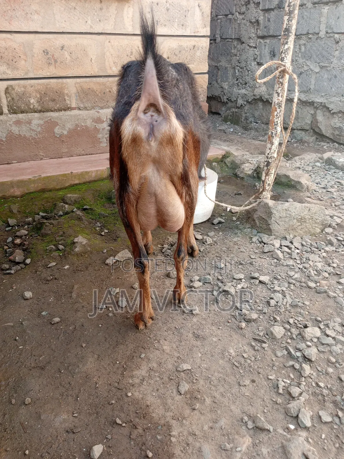 Pedigree Daily Goats