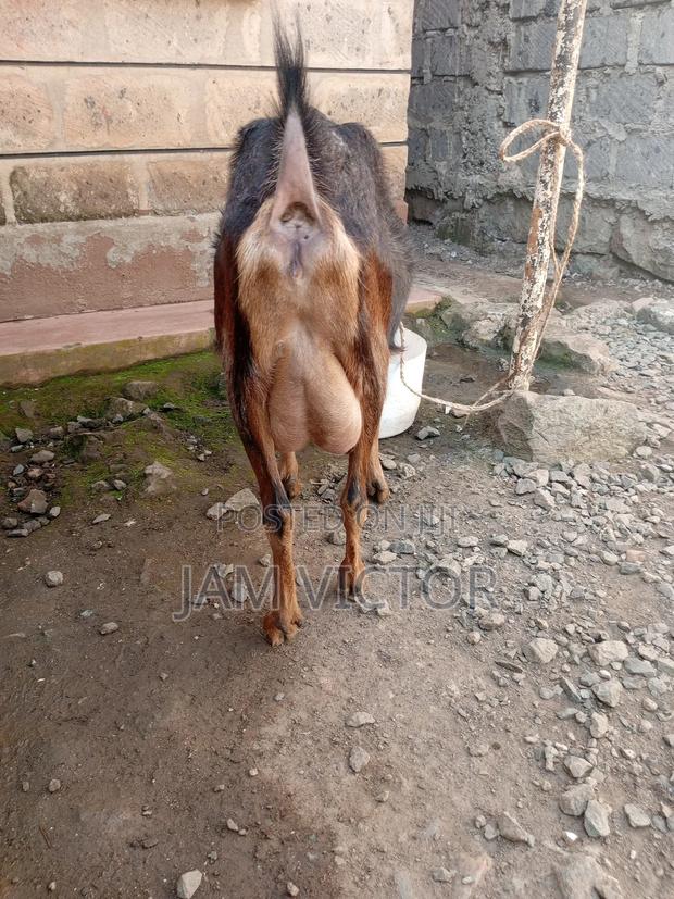 Pedigree Daily Goats - thumbnail 18