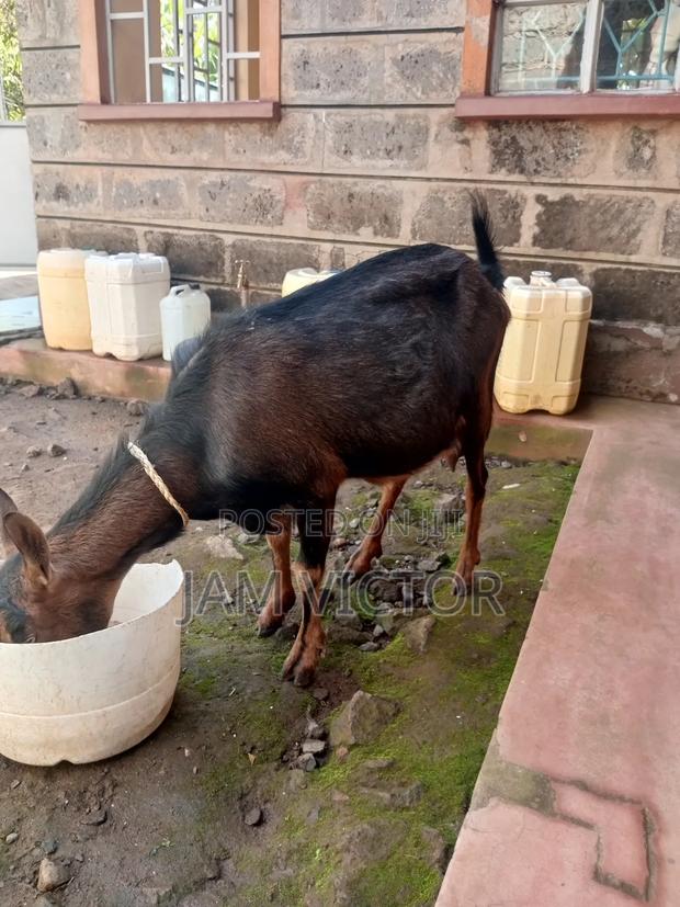 Pedigree Daily Goats - thumbnail 19