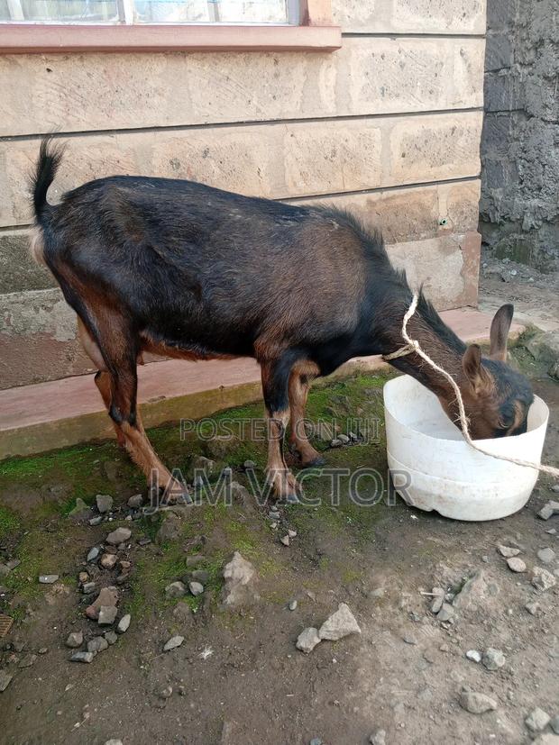 Pedigree Daily Goats - thumbnail 20