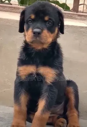 1-3 months Male Purebred Rottweiler