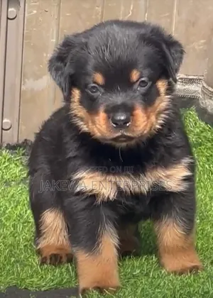 1-3 months Female Purebred Rottweiler