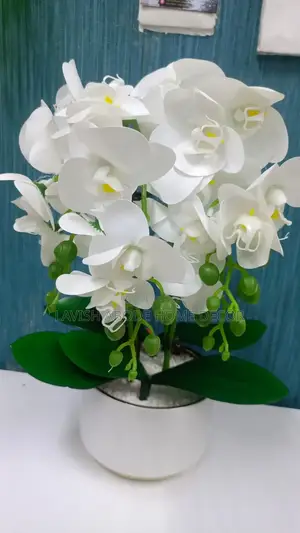 Beautiful Orchid
