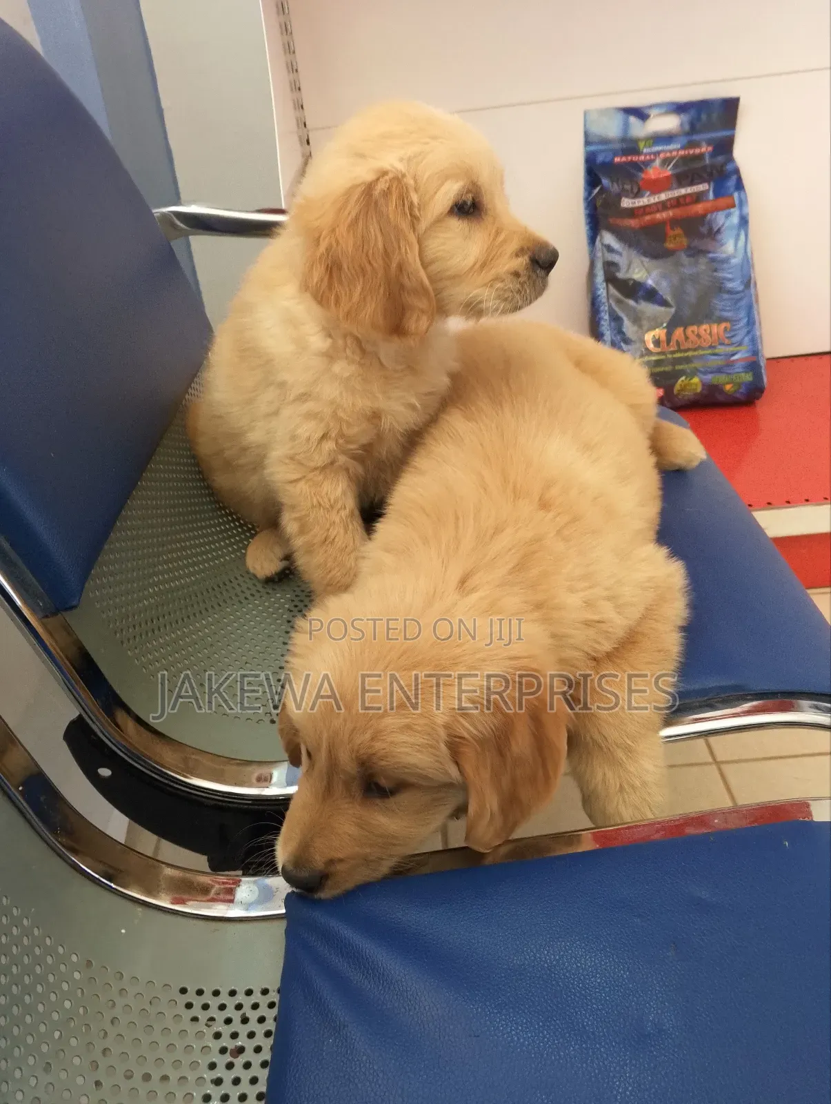 3-6 months Male Purebred Golden Retriever