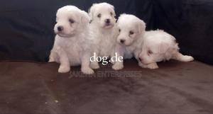 1-3 months Male Purebred Havanese - thumbnail 2