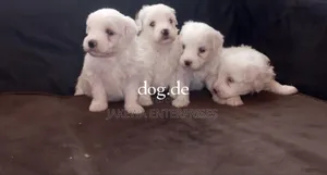 1-3 months Male Purebred Havanese