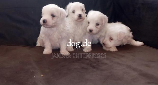 1-3 months Male Purebred Havanese - main view