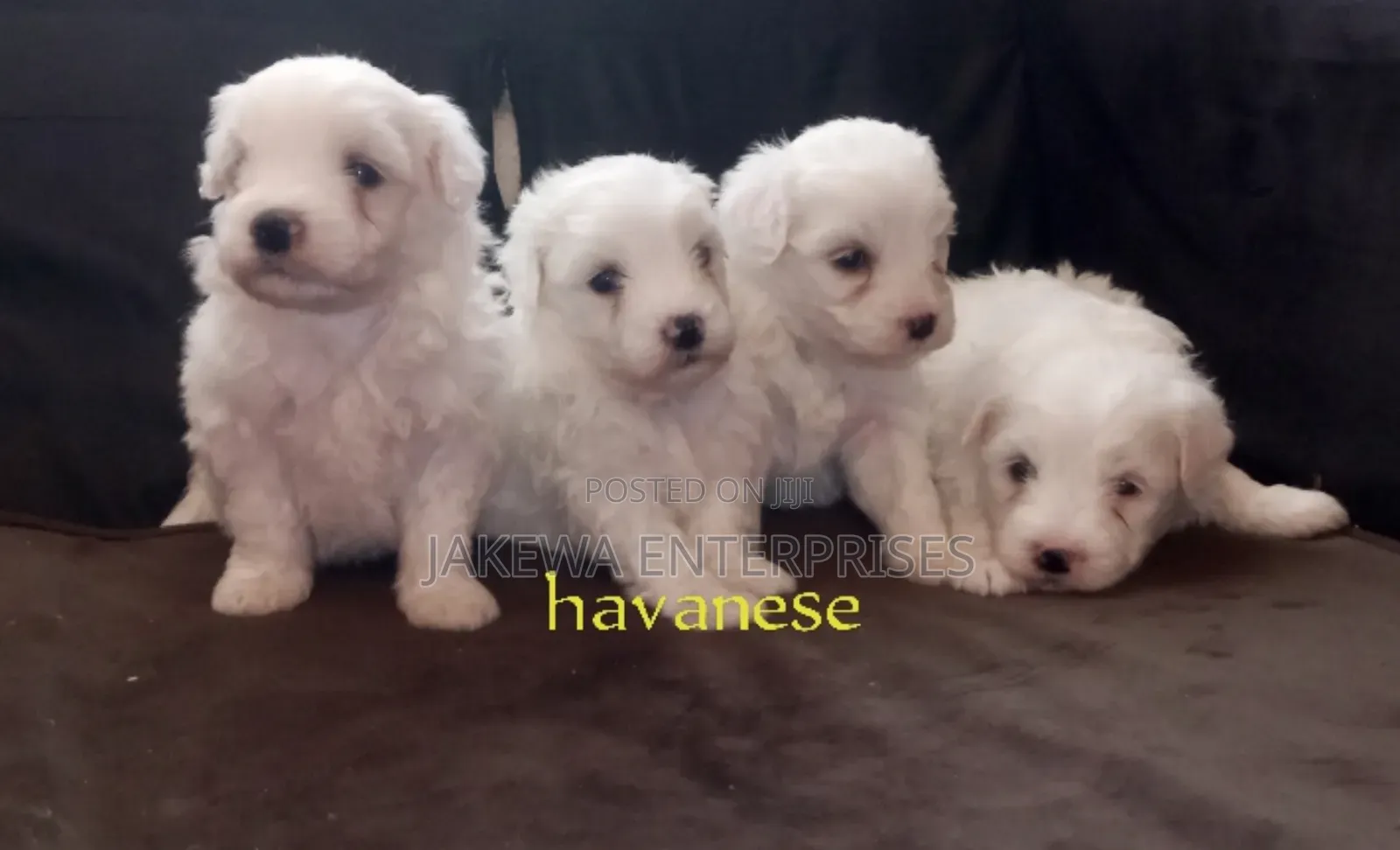 1-3 months Female Purebred Havanese