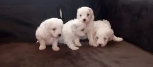 1-3 months Male Purebred Havanese