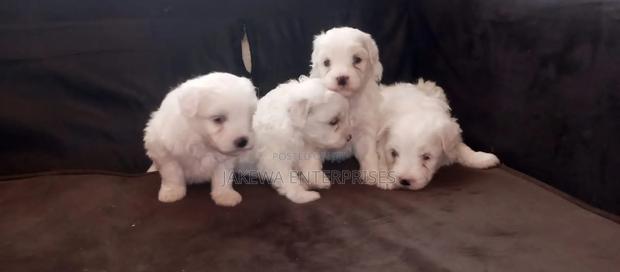 1-3 months Male Purebred Havanese