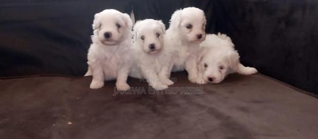 1-3 months Male Purebred Havanese