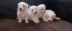 1-3 months Female Purebred Havanese - thumbnail 2