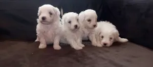 1-3 months Female Purebred Havanese