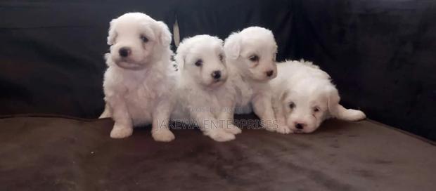 1-3 months Female Purebred Havanese - main view