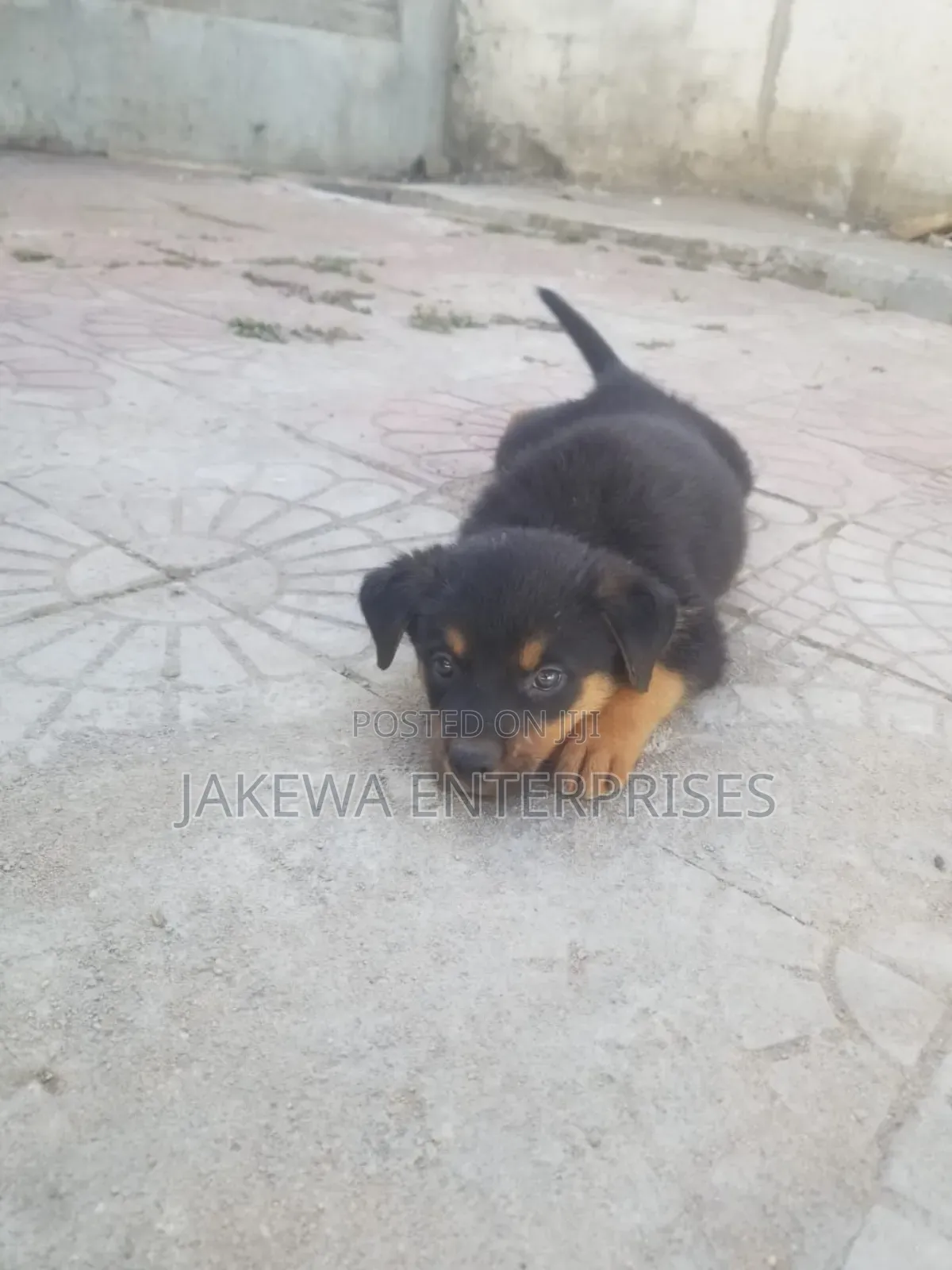 1-3 months Male Purebred Rottweiler