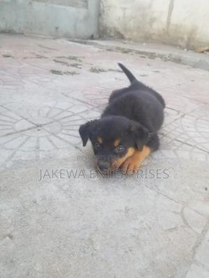 1-3 months Male Purebred Rottweiler - thumbnail 2