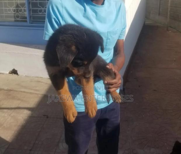 1-3 months Female Purebred Rottweiler - main view
