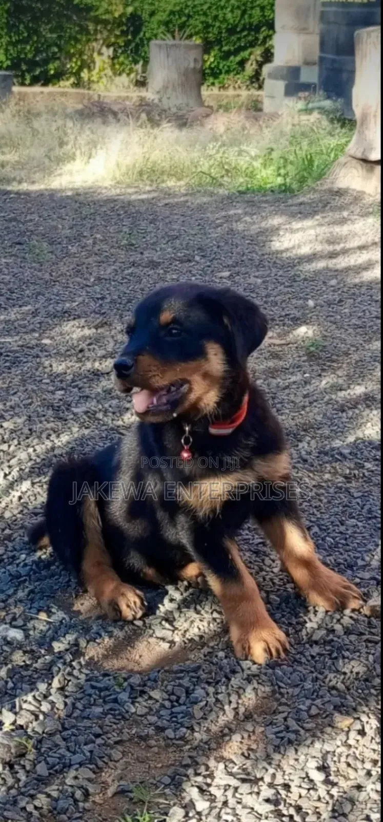 1-3 months Male Purebred Rottweiler