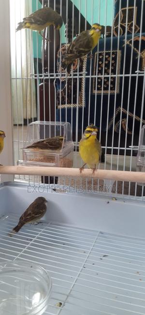 Yellow Fronted Canary - main view