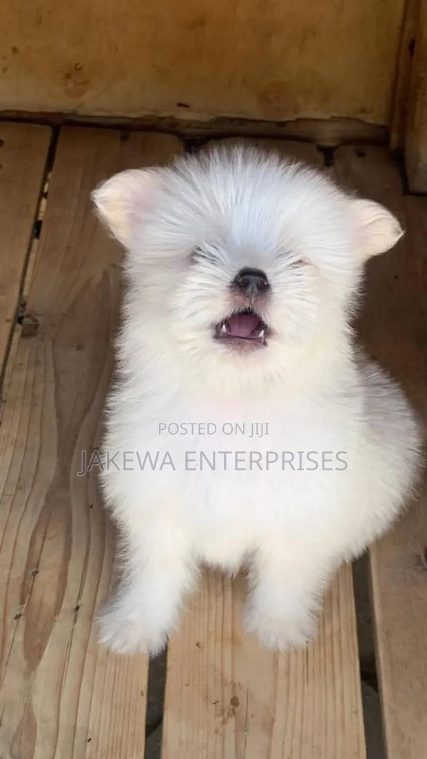 1-3 months Female Purebred Maltese