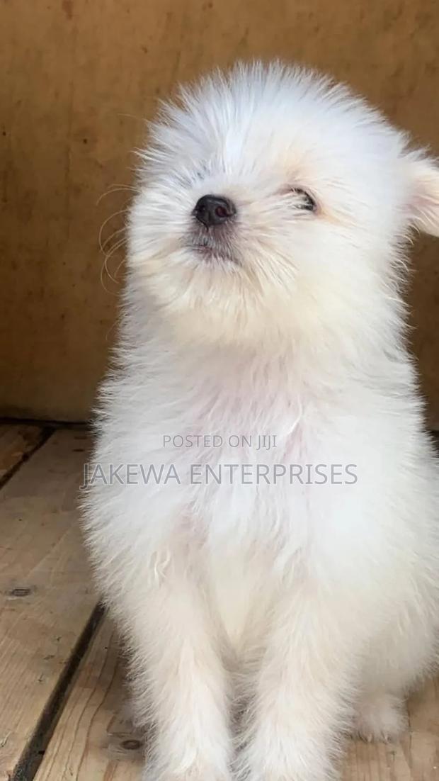 1-3 months Female Purebred Maltese