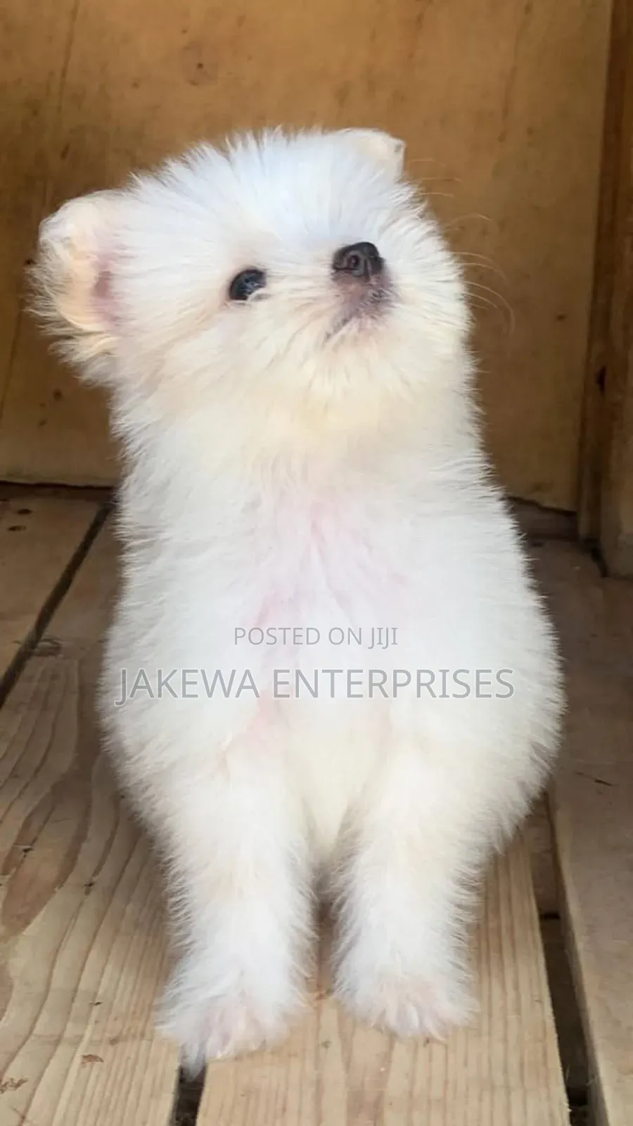 1-3 months Male Purebred Maltese