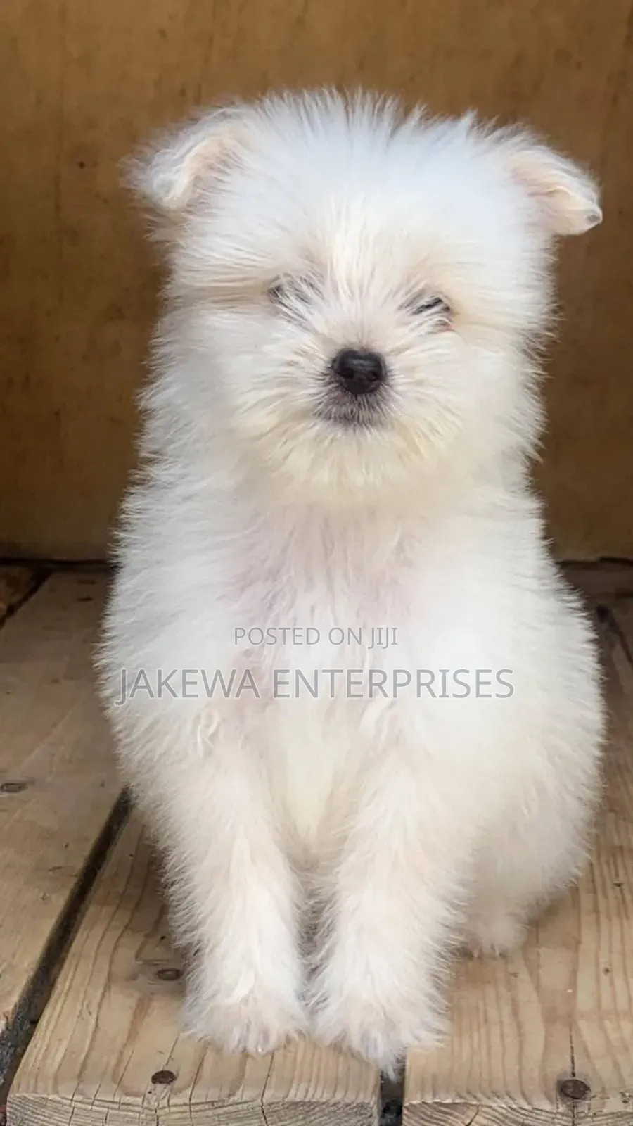 1-3 months Male Purebred Maltese