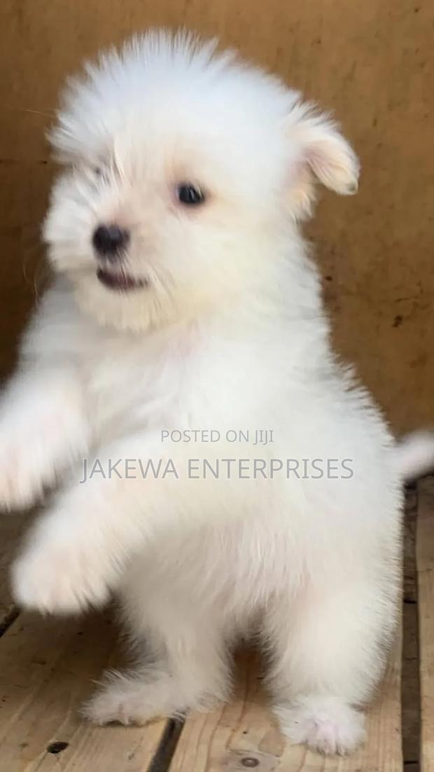1-3 months Male Purebred Maltese