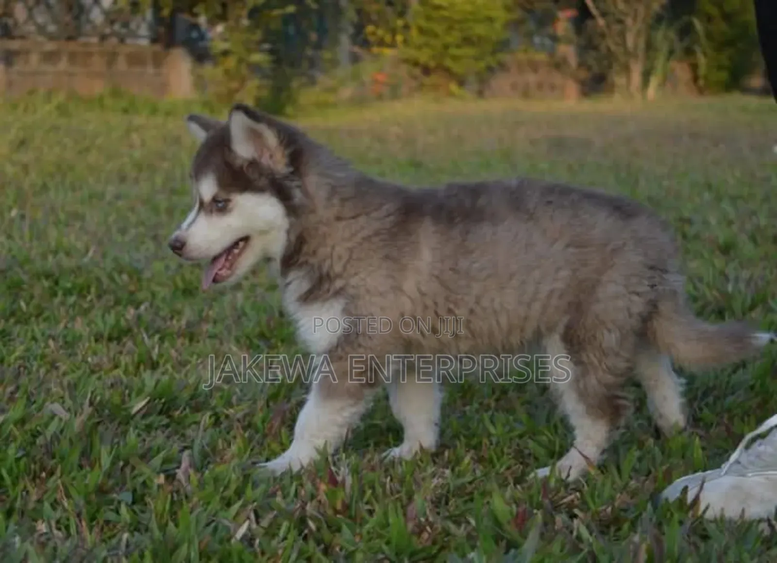 1-3 months Male Purebred Siberian Husky