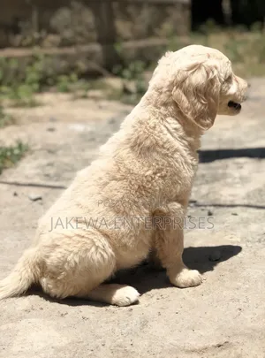 1-3 months Male Purebred Golden Retriever