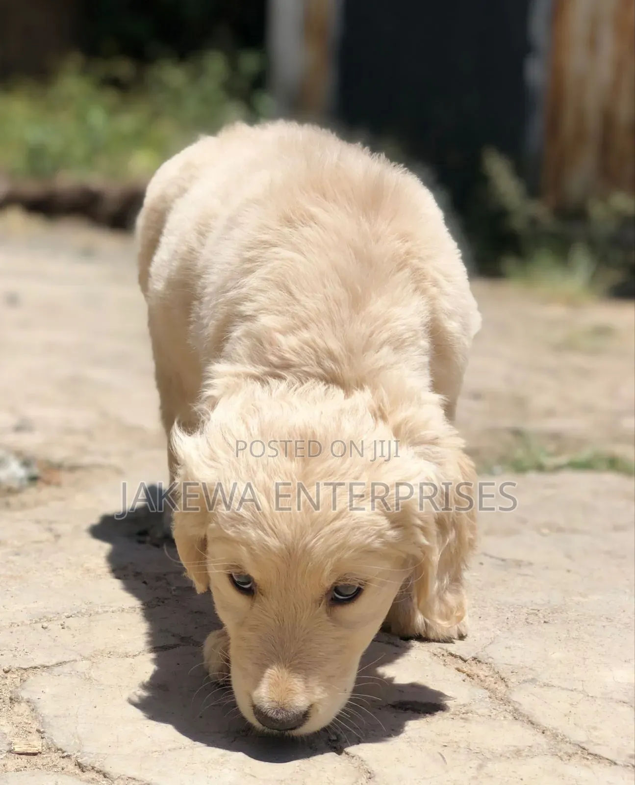 1-3 months Female Purebred Golden Retriever