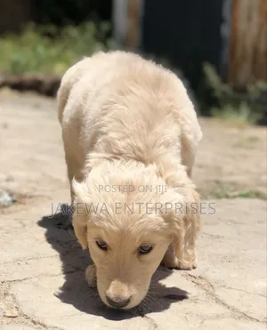 1-3 months Female Purebred Golden Retriever