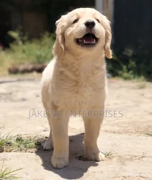 1-3 months Female Purebred Golden Retriever