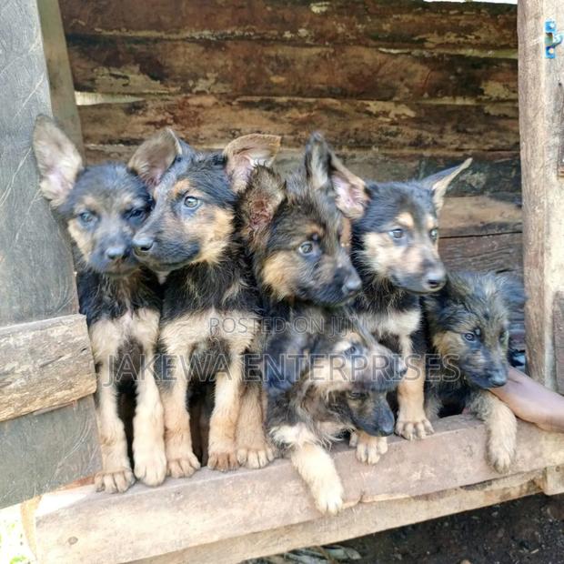 1-3 months Male Purebred German Shepherd - main view