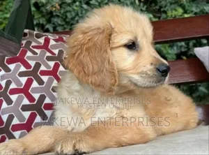 1-3 months Male Purebred Golden Retriever