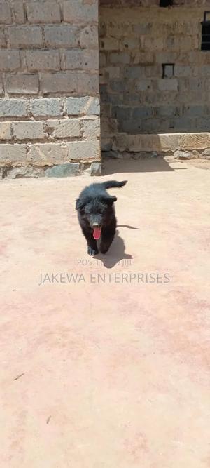 1-3 months Female Purebred German Shepherd - main view