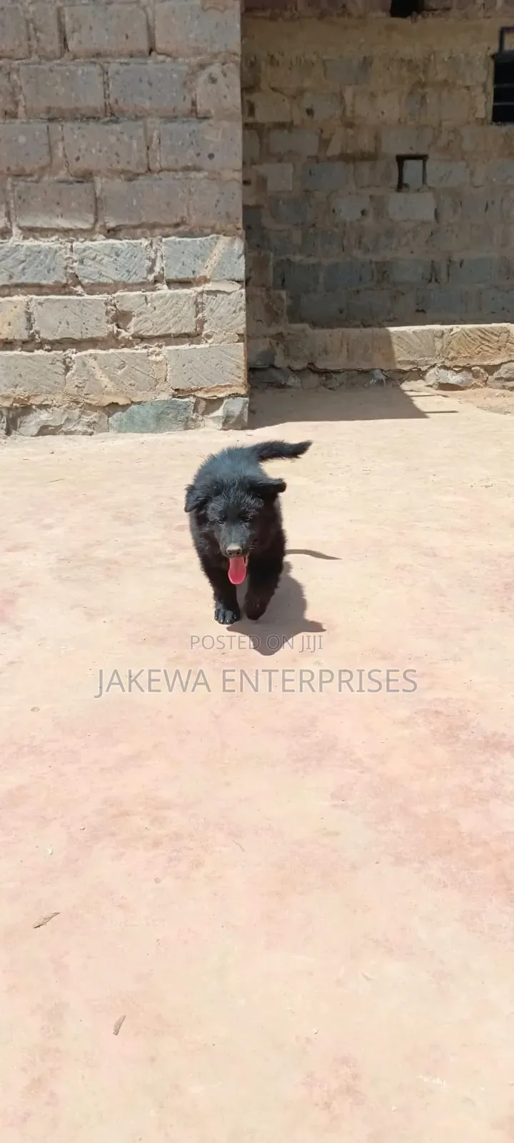 1-3 months Female Purebred German Shepherd