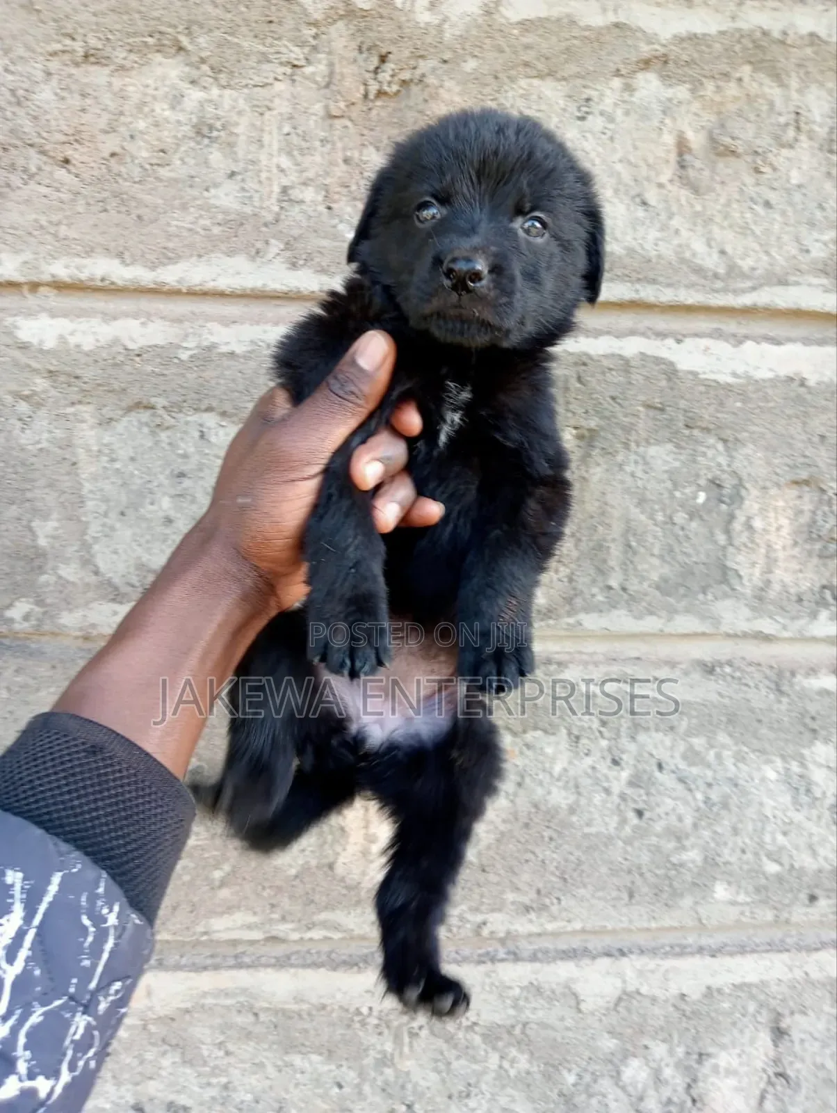 1-3 months Female Purebred German Shepherd