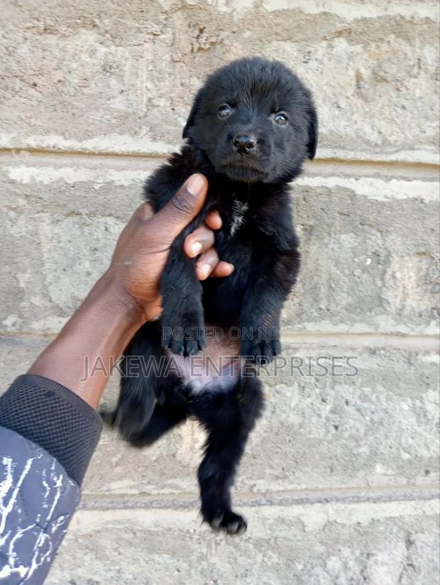 1-3 months Female Purebred German Shepherd - thumbnail 2