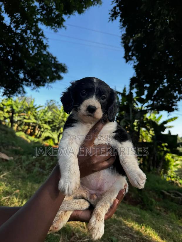 1-3 months Female Purebred English Springer Spaniel - main view
