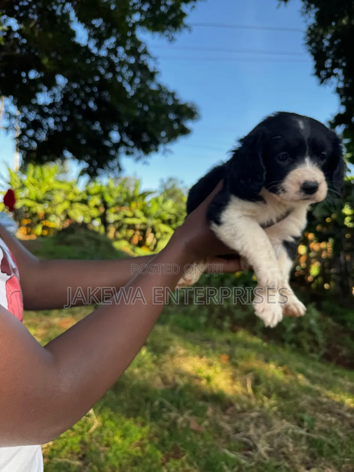 1-3 months Female Purebred English Springer Spaniel