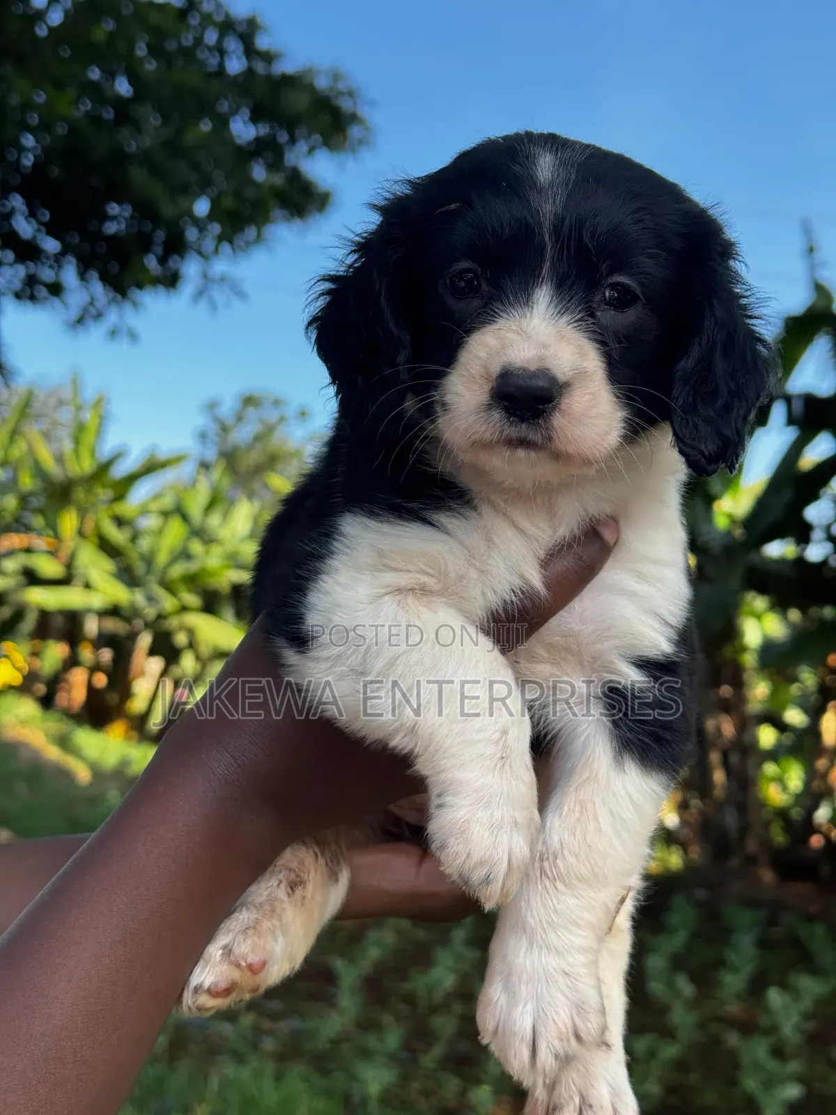 1-3 months Female Purebred English Springer Spaniel