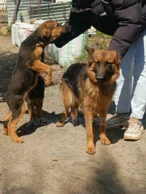 1+ year Female Purebred German Shepherd