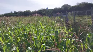 One Acre Land for Sale in Matasia