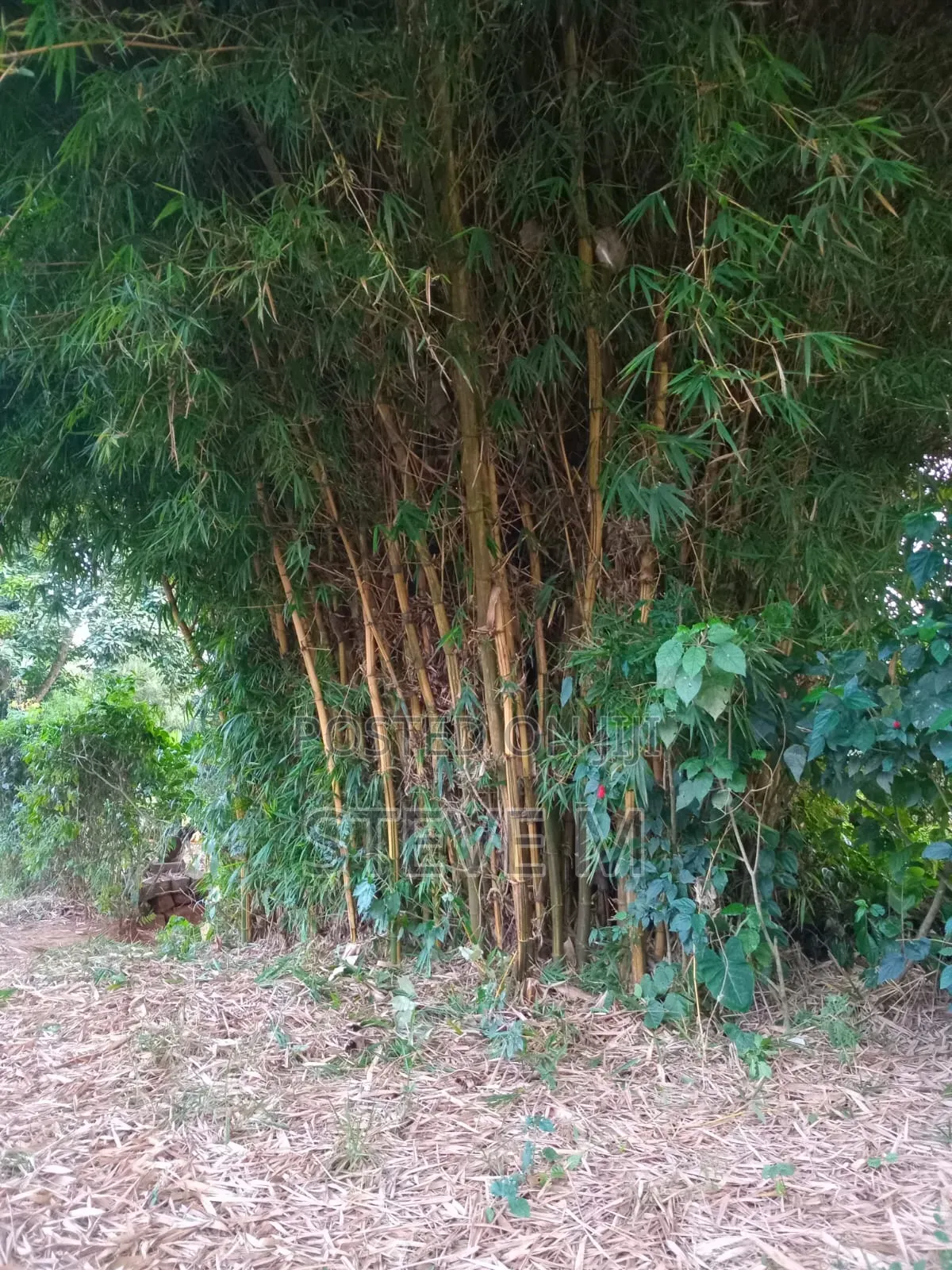 Yellow Bamboo Tree for Sale