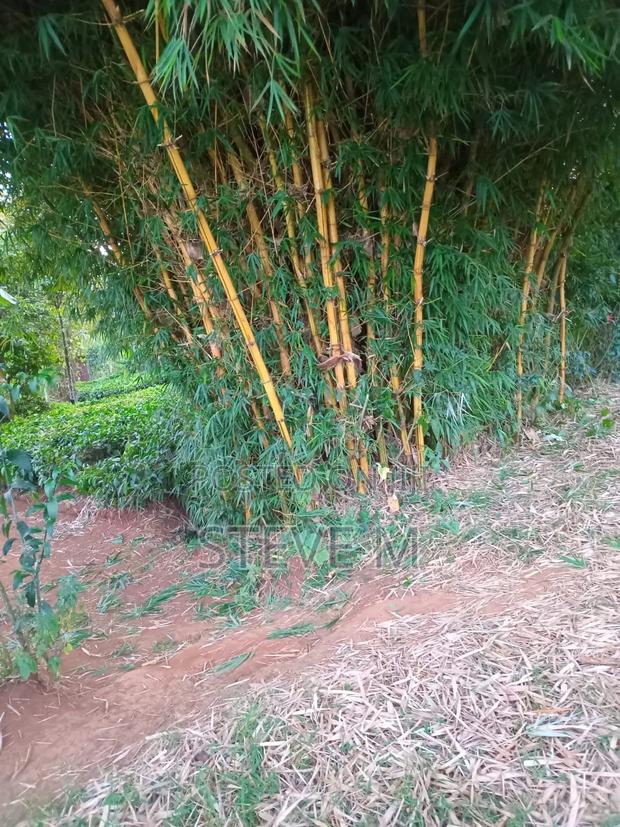 Yellow Bamboo Tree for Sale - thumbnail 2