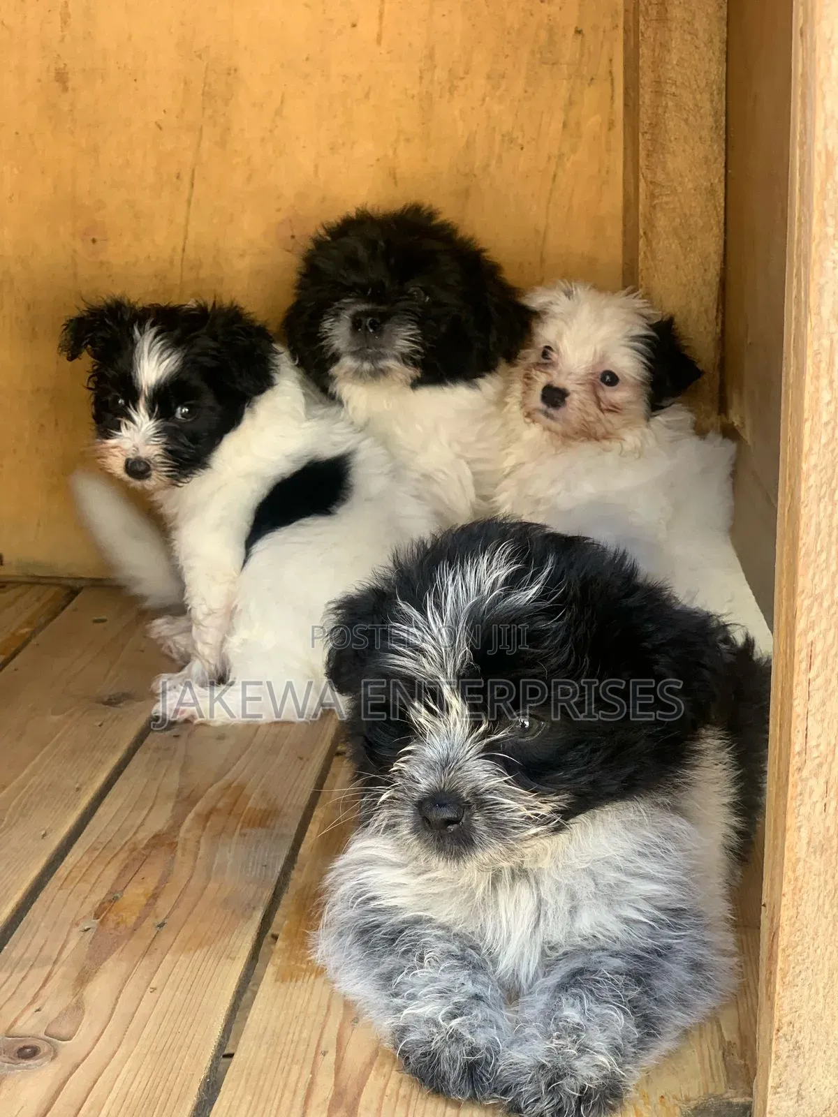 1-3 months Female Purebred Havanese