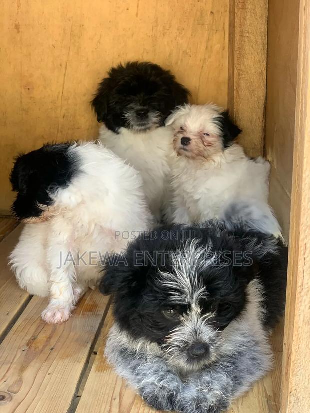1-3 months Male Purebred Havanese - main view